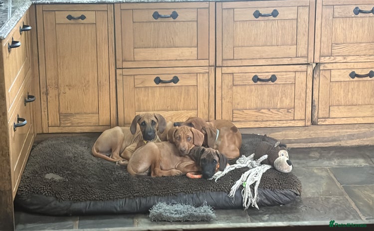Rhodesian Ridgeback dogs - Advert 1