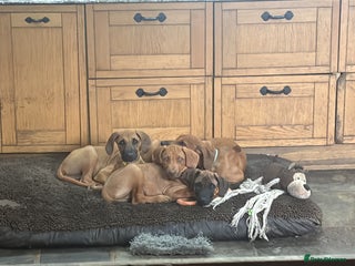 Rhodesian Ridgeback dogs - Advert 2