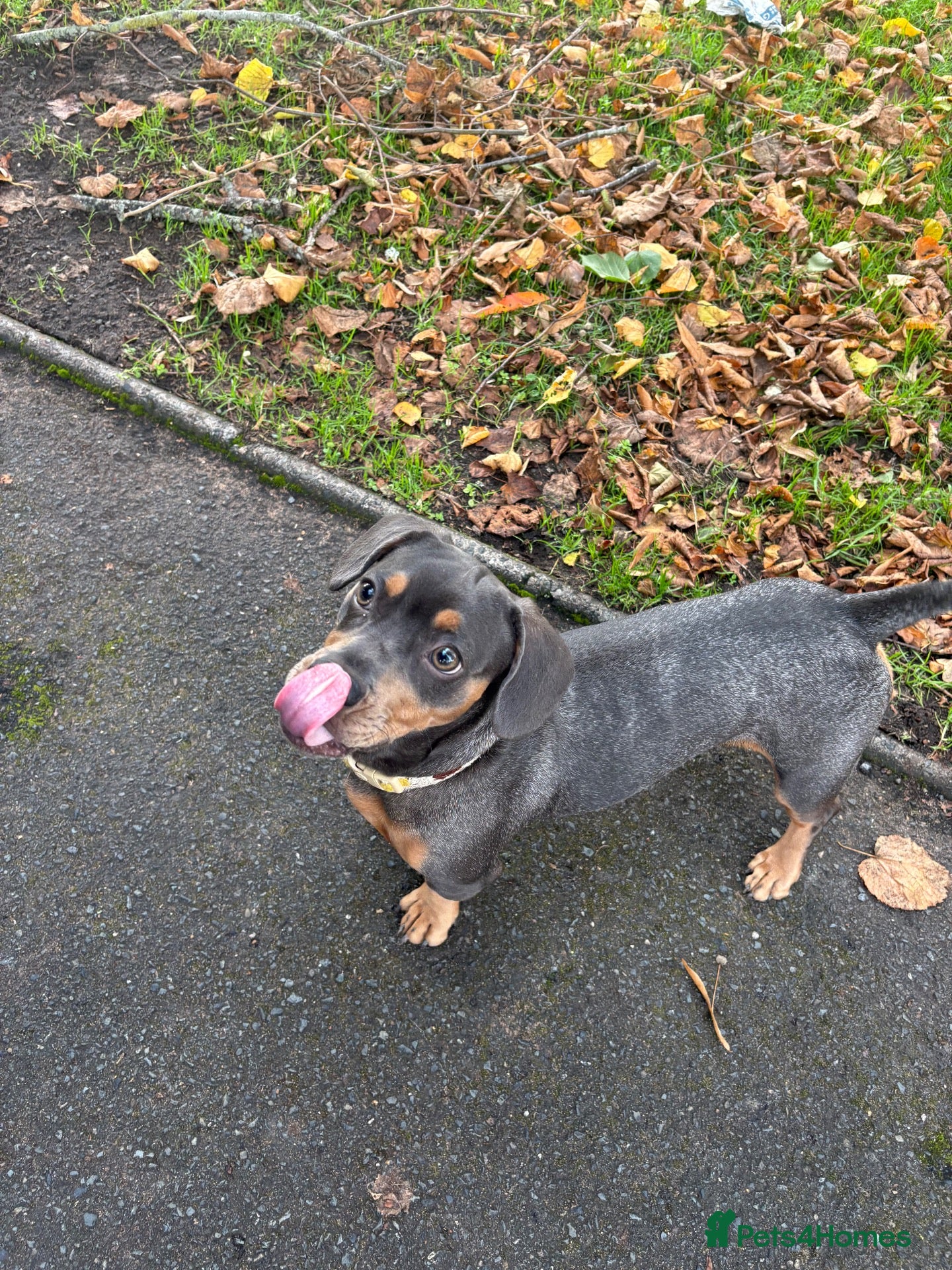 Mixed Breed dogs for sale: 6 month frenchie mixed daschund  - Advert 17