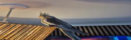 Cockatiels birds for sale: Female cockatiel and set up in York - Advert 3