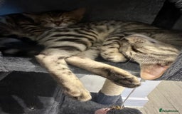 Bengal cats for sale: Two pure Bengals  - Image 7