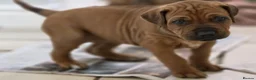 Rhodesian Ridgeback dogs for sale: KC Registered Rhodesian Ridgeback Puppies in Walsall - Advert 5