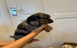 Cocker Spaniel dogs for sale: Super rare and unique show type dna tested Kc reg  - Image 16