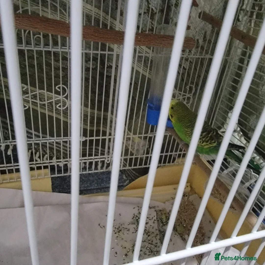 Budgerigars birds for sale: Male Budgie / with cage  - Advert 5