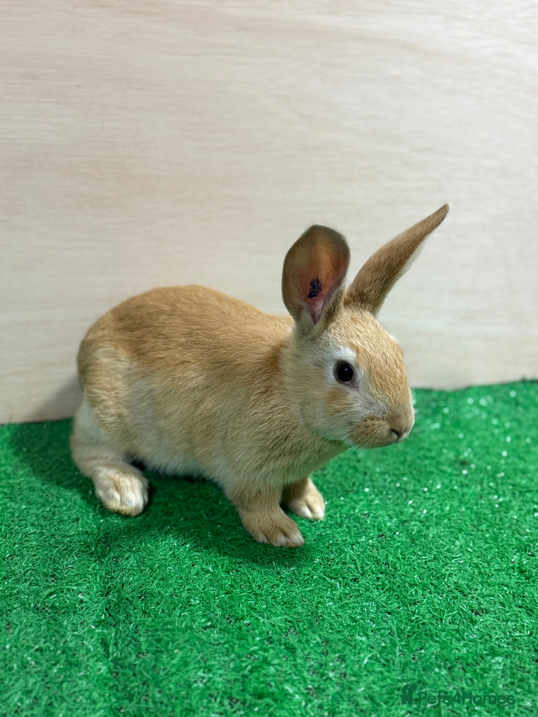 Silver Fox rabbits for sale: Silver Fox X Californian Kits. Does and Bucks - Advert 5