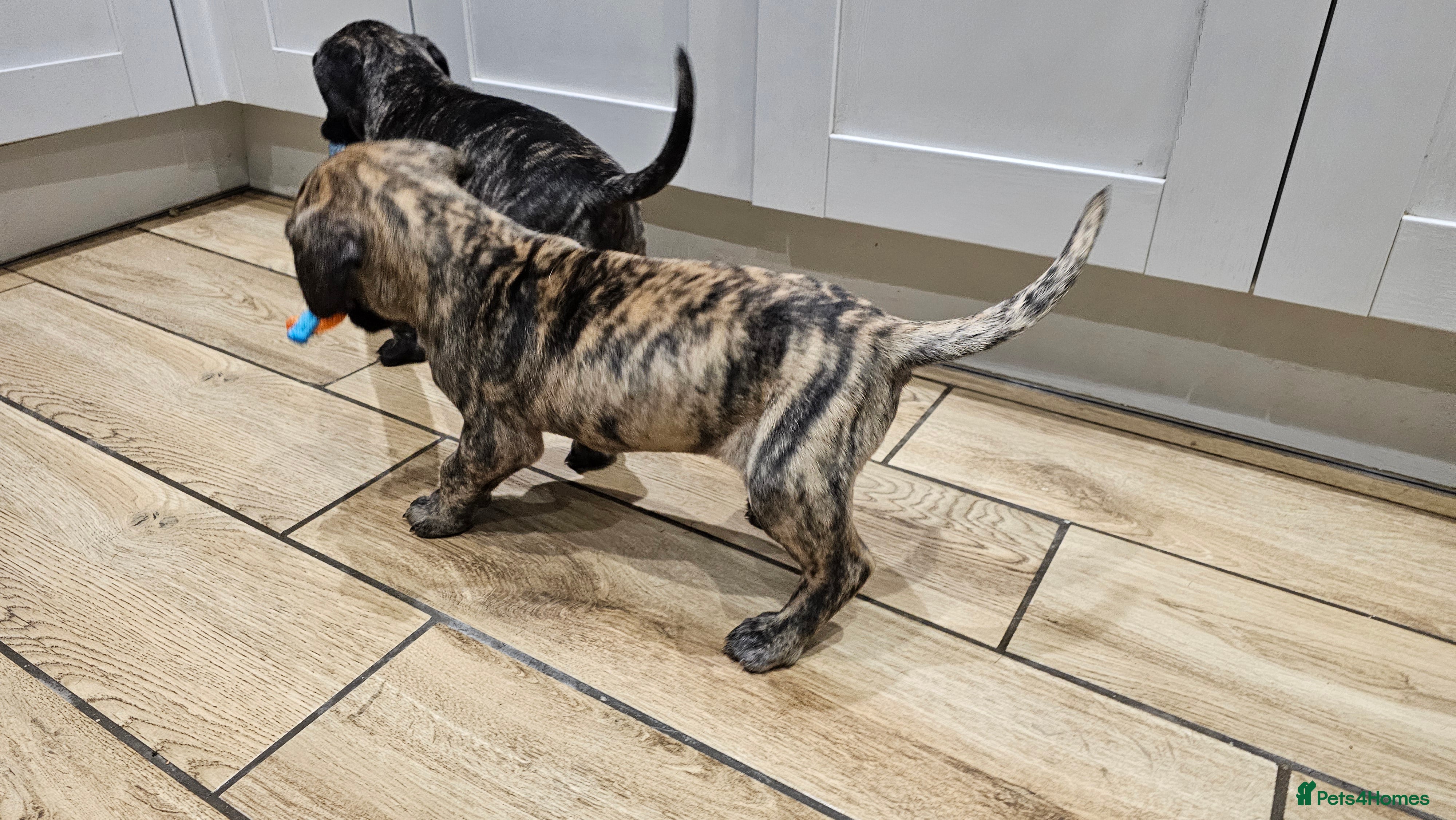 Great Dane dogs ONLY 2 LEFT Stunning Brindle Male Great Dane Pups - Advert 11