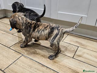 Great Dane dogs ONLY 2 LEFT Stunning Brindle Male Great Dane Pups - Advert 2