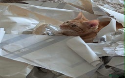Domestic Shorthair cats for sale: Cat for rehoming  - Image 3