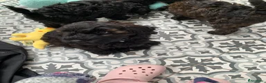 Schnoodle Puppy 3