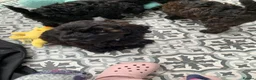 Schnoodle dogs for sale: Black/brown male Schnoodle pups for sale. - Advert 3
