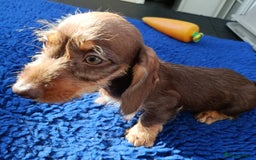 Miniature Dachshund dogs for sale: MINI WIRE READY NOW PRA LAFORA CLEAR  - Image 9