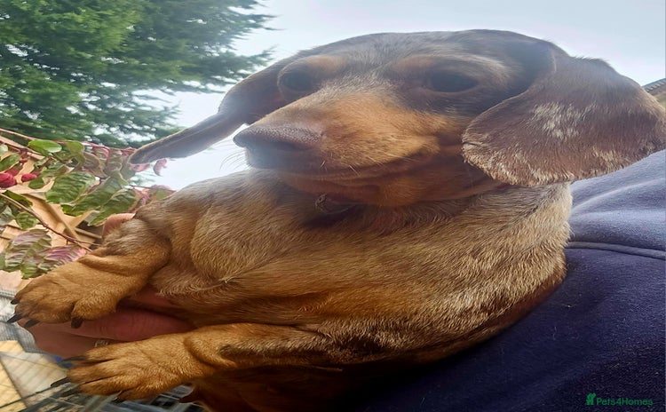 Miniature Dachshund dogs - Advert 13