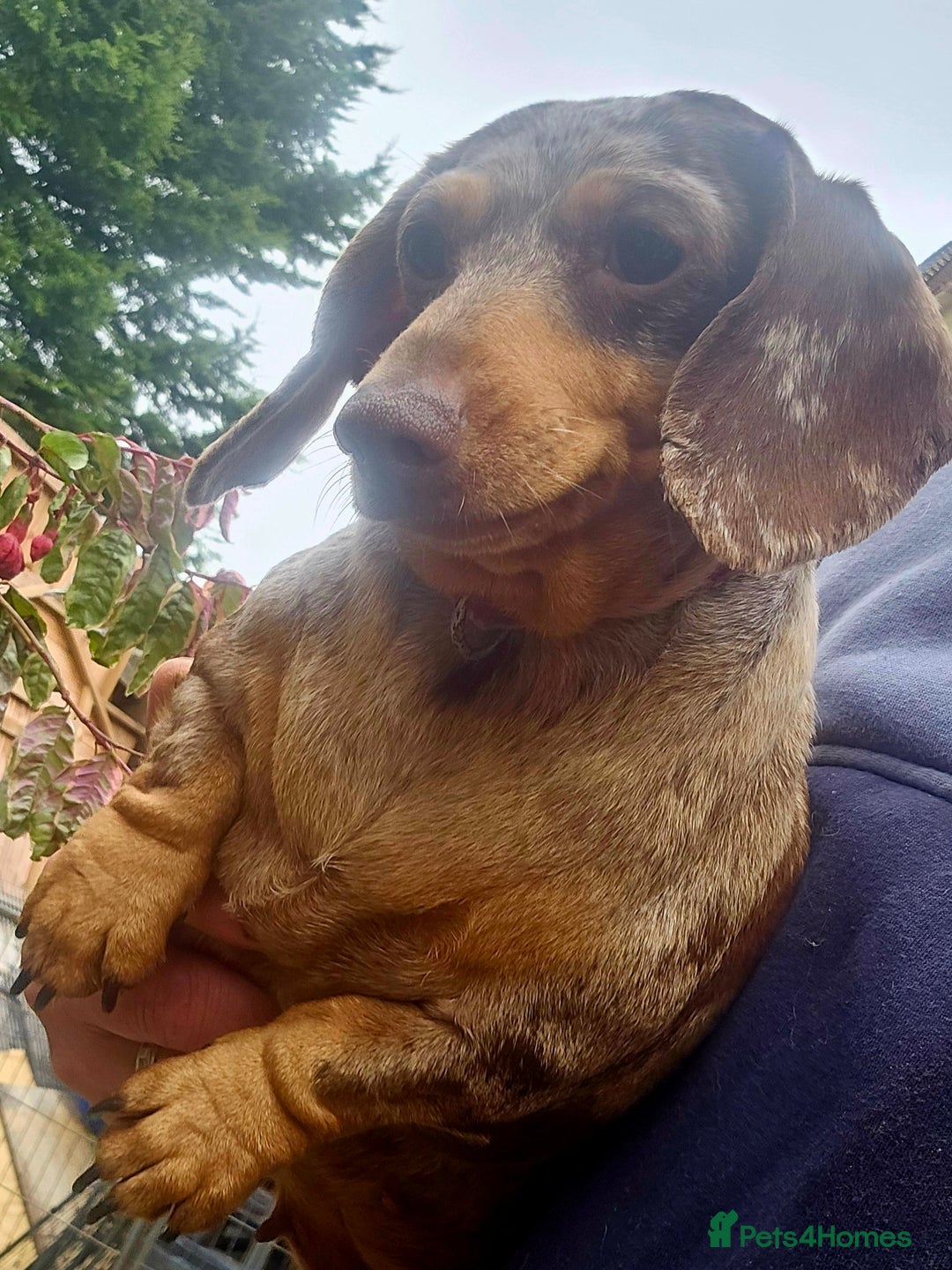 Miniature Dachshund dogs for sale: Proper miniature dachshunds  - Image 1