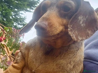 Miniature Dachshund dogs - Advert 13