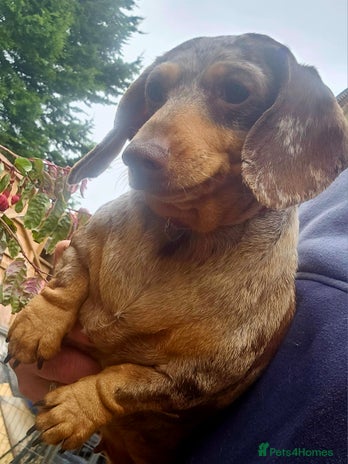 Miniature Dachshund dogs - Advert 5