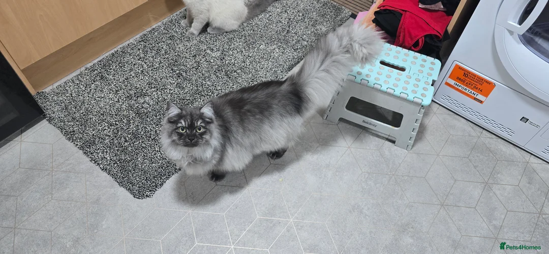 Persian cats for sale: Doll face persian male - Advert 4