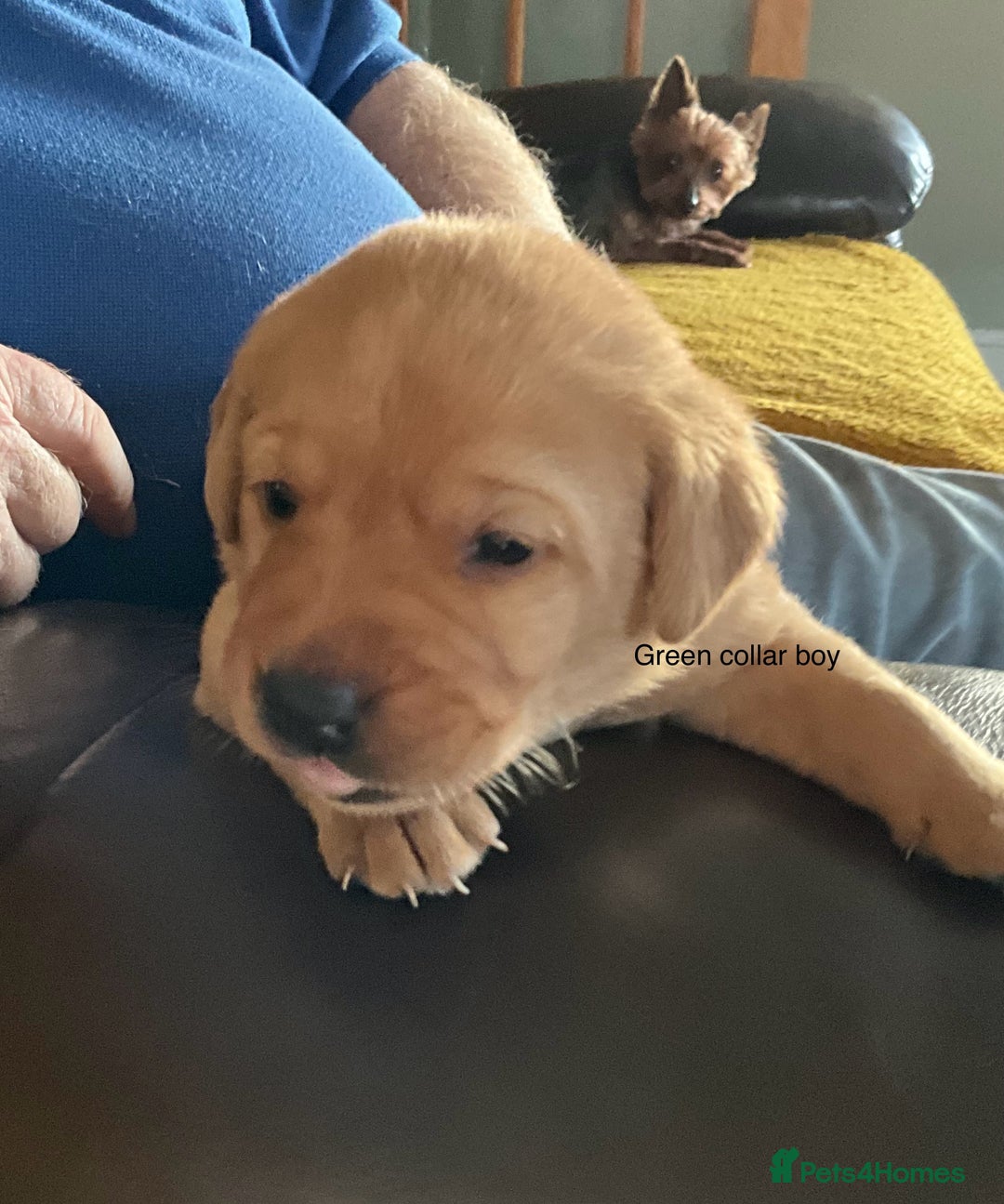 Labrador Retriever dogs for sale: Gorgeous Litter of Labrador Puppies - Advert 9