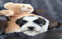 Shih Tzu dogs for sale: 6 beautiful shih tzu - Image 10