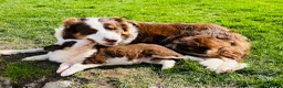 Border Collie dogs for sale: Beautiful Chocolate Tri & Lilac Tri  - Advert 15