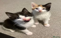 Mixed Breed cats for sale: Male and female kitten to go together as a pair  - Image 1