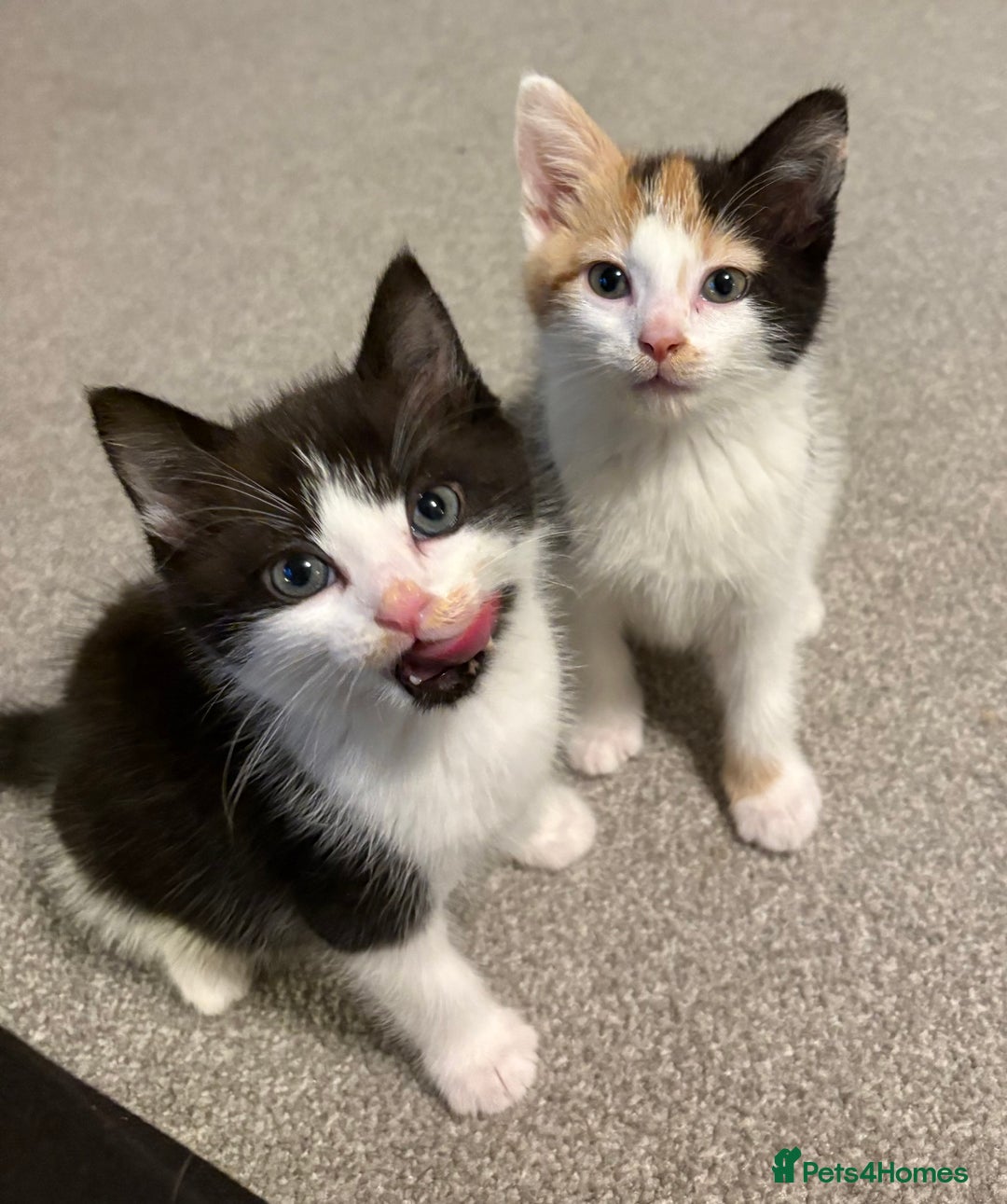 Mixed Breed cats for sale: Male and female kitten to go together as a pair  - Image 1