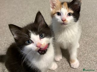 Mixed Breed cats - Advert 24