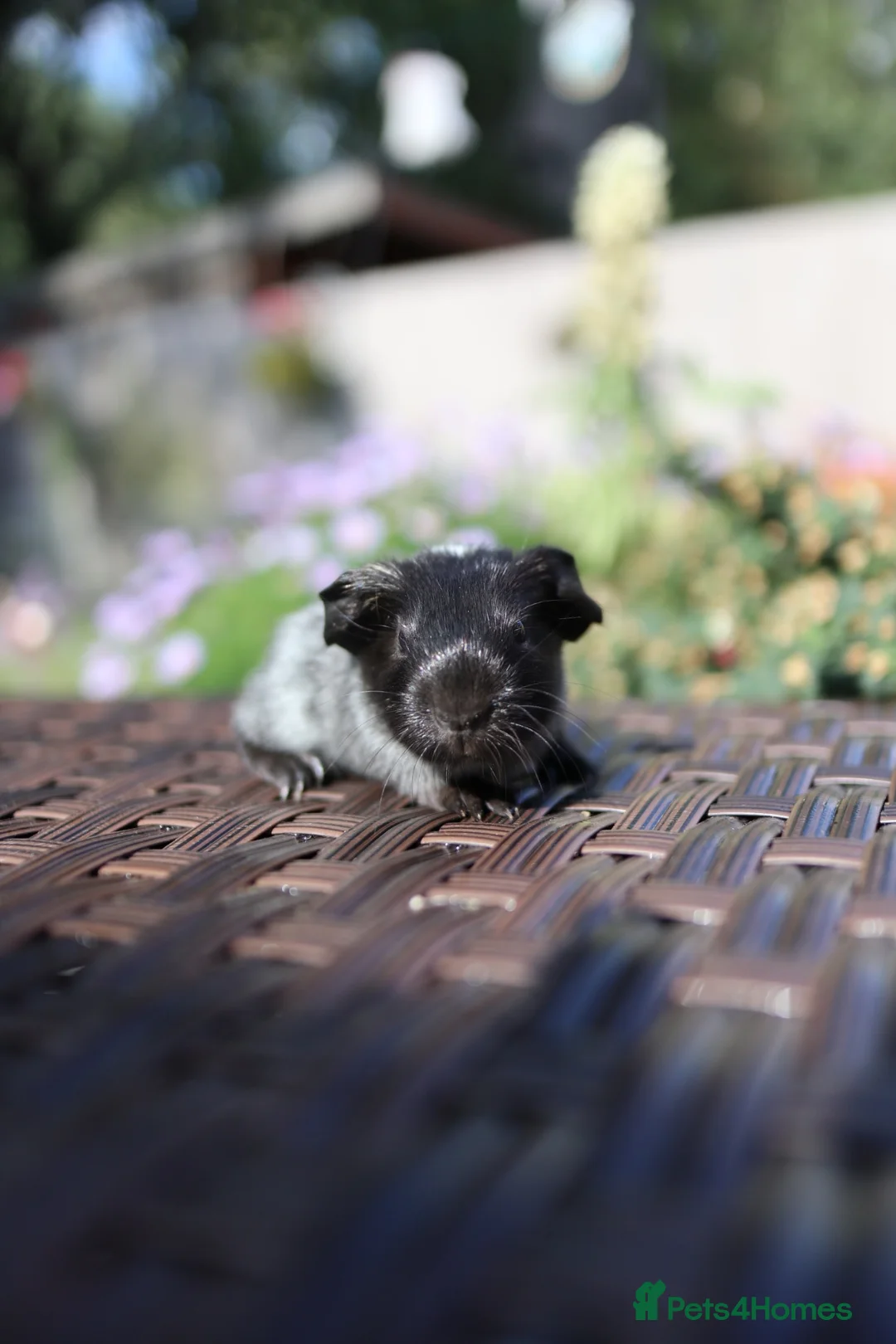 Guinea Pig rodents for sale: Beautiful Baby Guinea Pigs – Ready to Reserve  - Advert 2