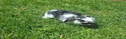 Dwarf Lop rabbits for sale: Dwarf Lop Baby Rabbits - Advert 3