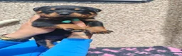 Rottweiler dogs for sale: Rottweiler puppies  - Advert 23