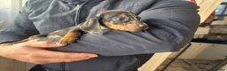 Miniature Dachshund dogs for sale: Miniature dachshund puppies 🐶 - Advert 5