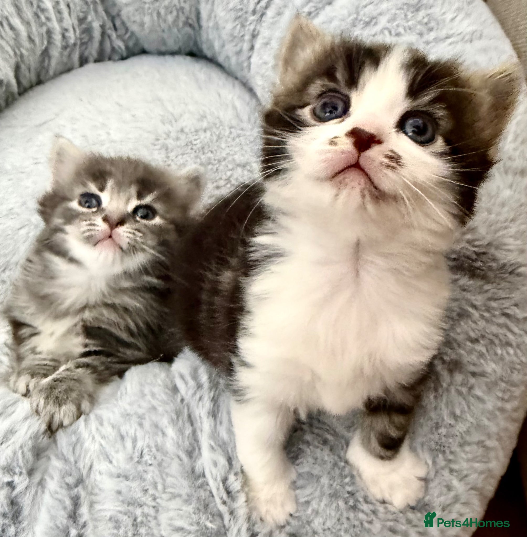 Mixed Breed cats for sale: Gorgeous, lovely Tabby kittens looking for home💕 - Advert 26