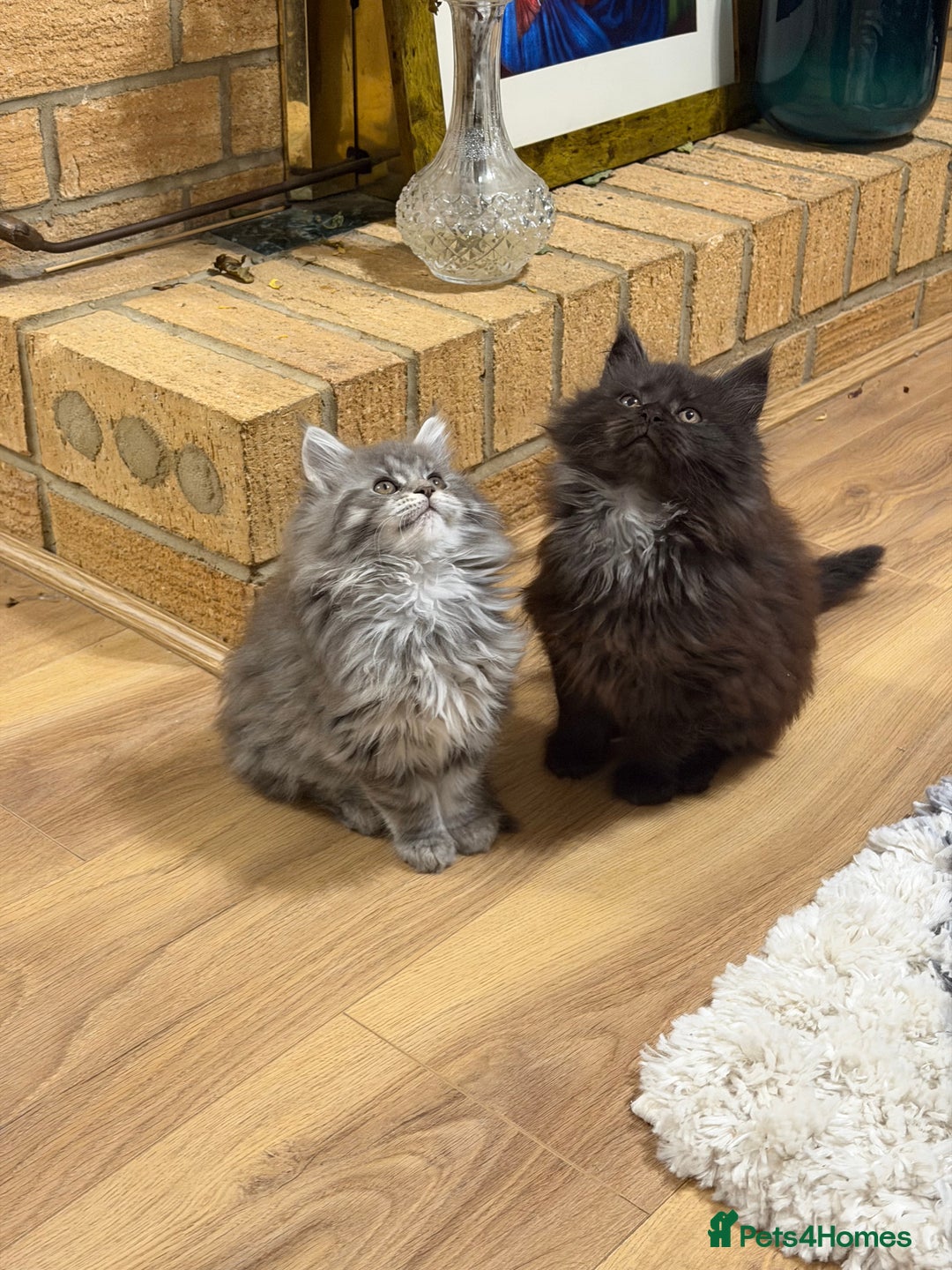 Maine Coon cats for sale: Maine Coon - Advert 7