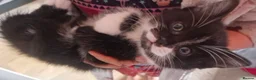 Mixed Breed cats for sale: Three gorgeous kittens! 🐾 - Advert 3