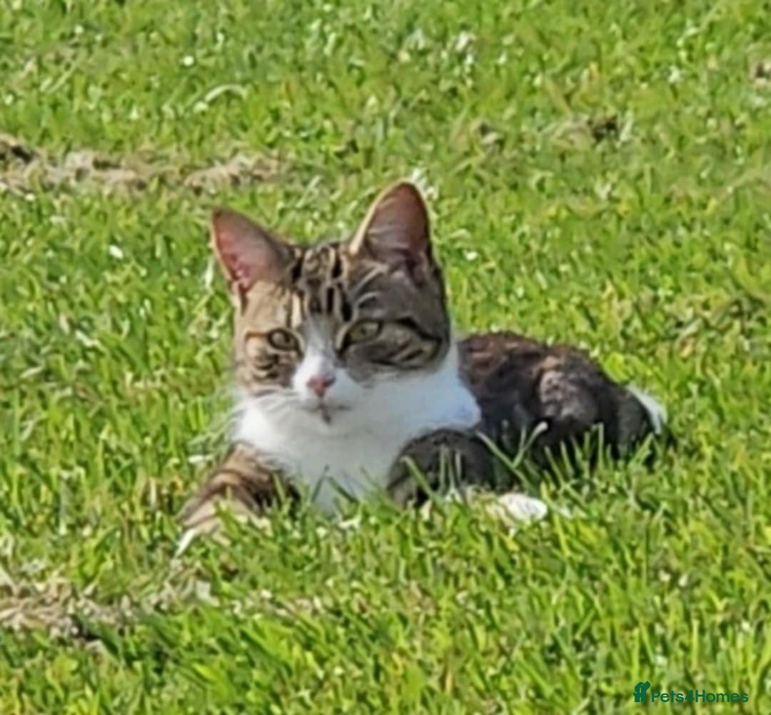 Mixed Breed cats for sale: 3 adorable kittens for sale  - Image 4