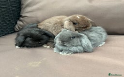 Mini Lion Lop rabbits for sale: Mini lop rabbits  - Image 1