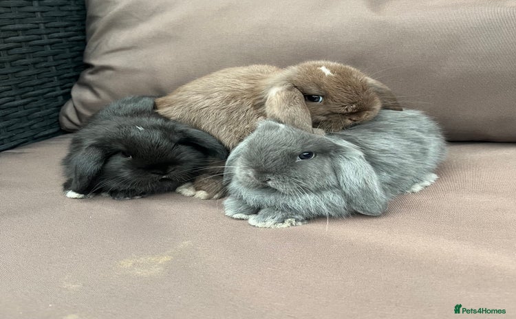 Mini Lion Lop rabbits - Advert 1
