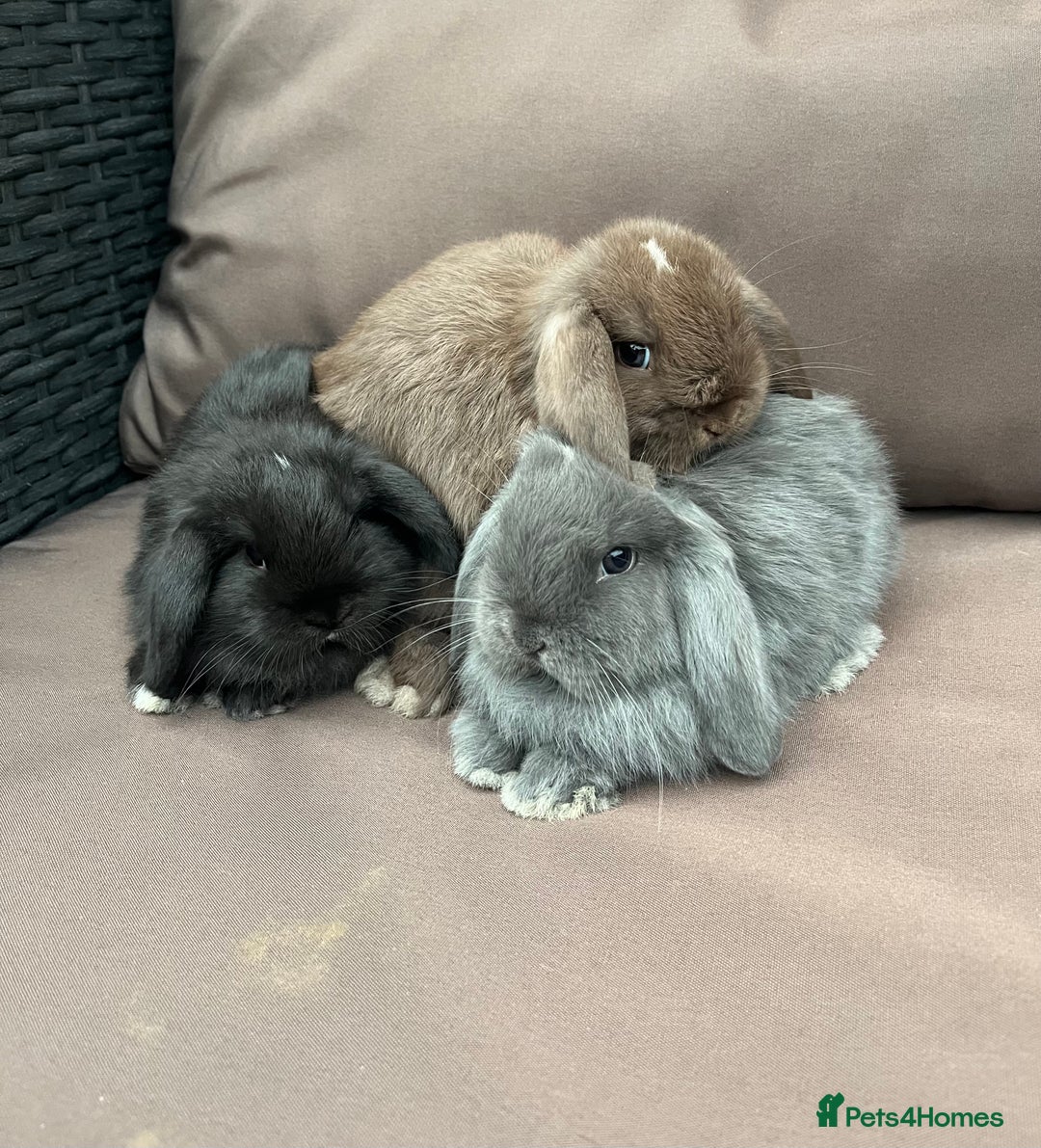 Mini Lion Lop rabbits for sale: Mini lop rabbits  - Image 1