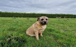 Border Terrier dogs for sale: 4 year old Male pedigree Border  - Image 9