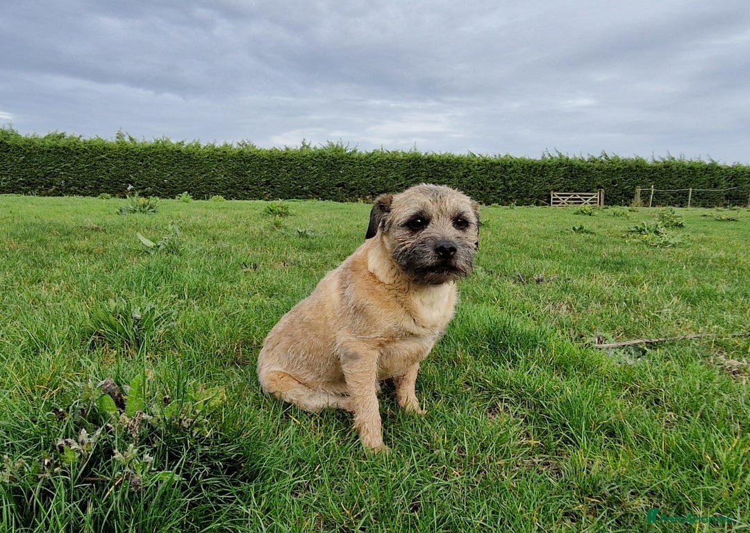 Border Terrier dogs for sale: 4 year old Male pedigree Border  - Image 9
