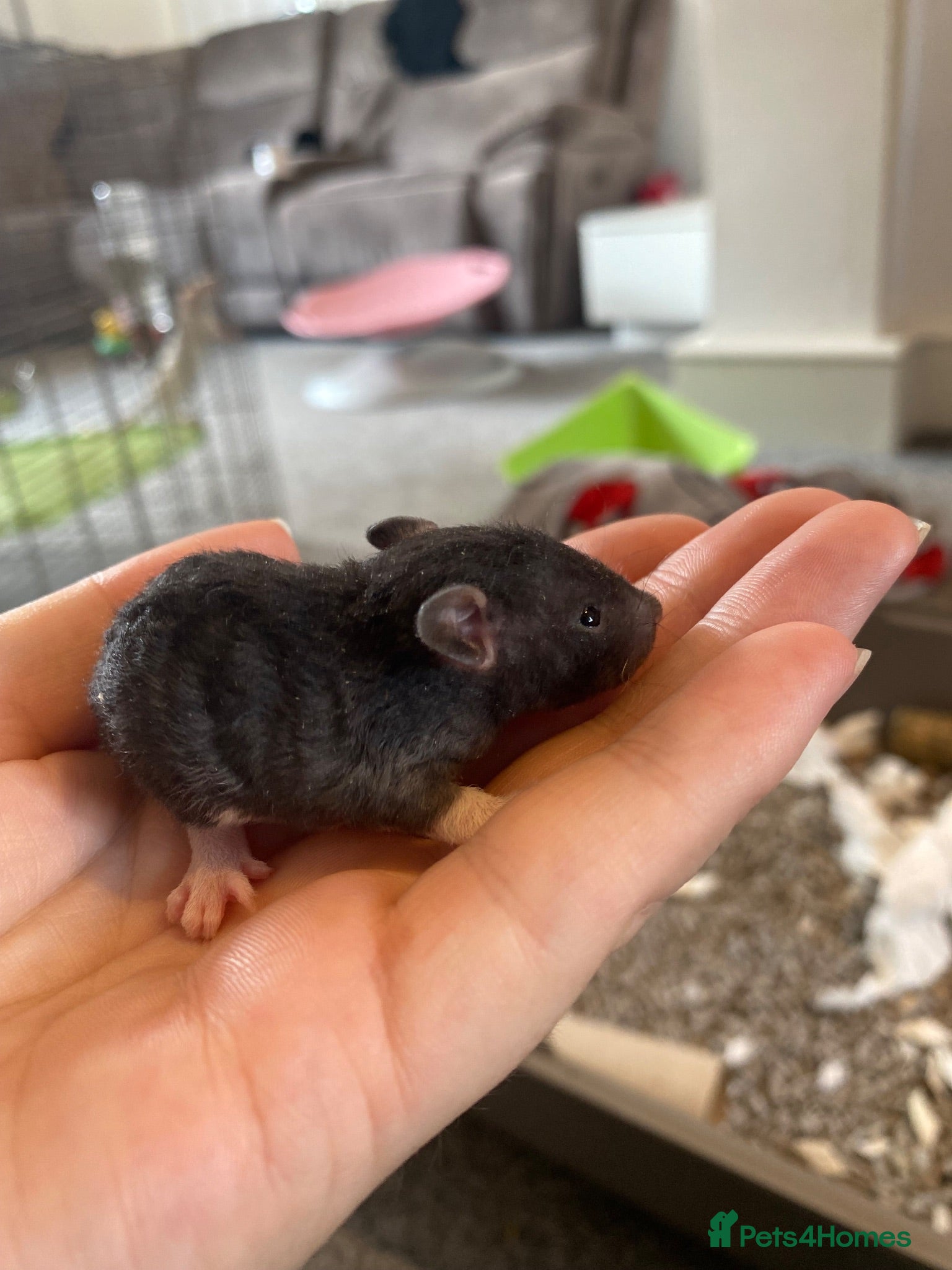 Rat rodents 5 male rats available now  - Advert 1