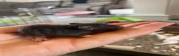 Rat rodents for sale: 5 male rats available now  - Advert 1