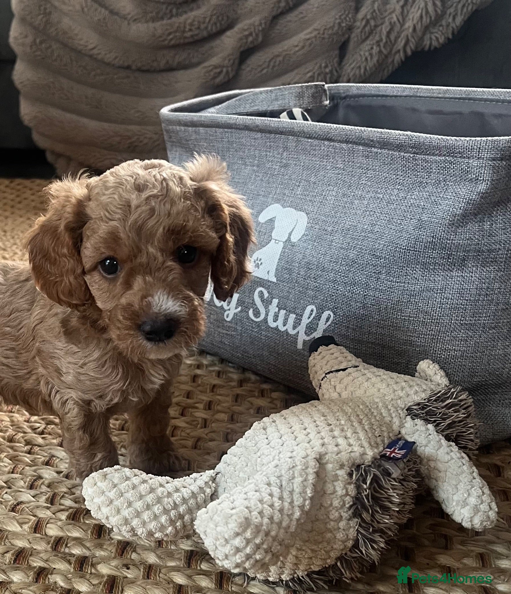 Cockapoo dogs Beautiful playful F1b cockapoos  - Advert 17