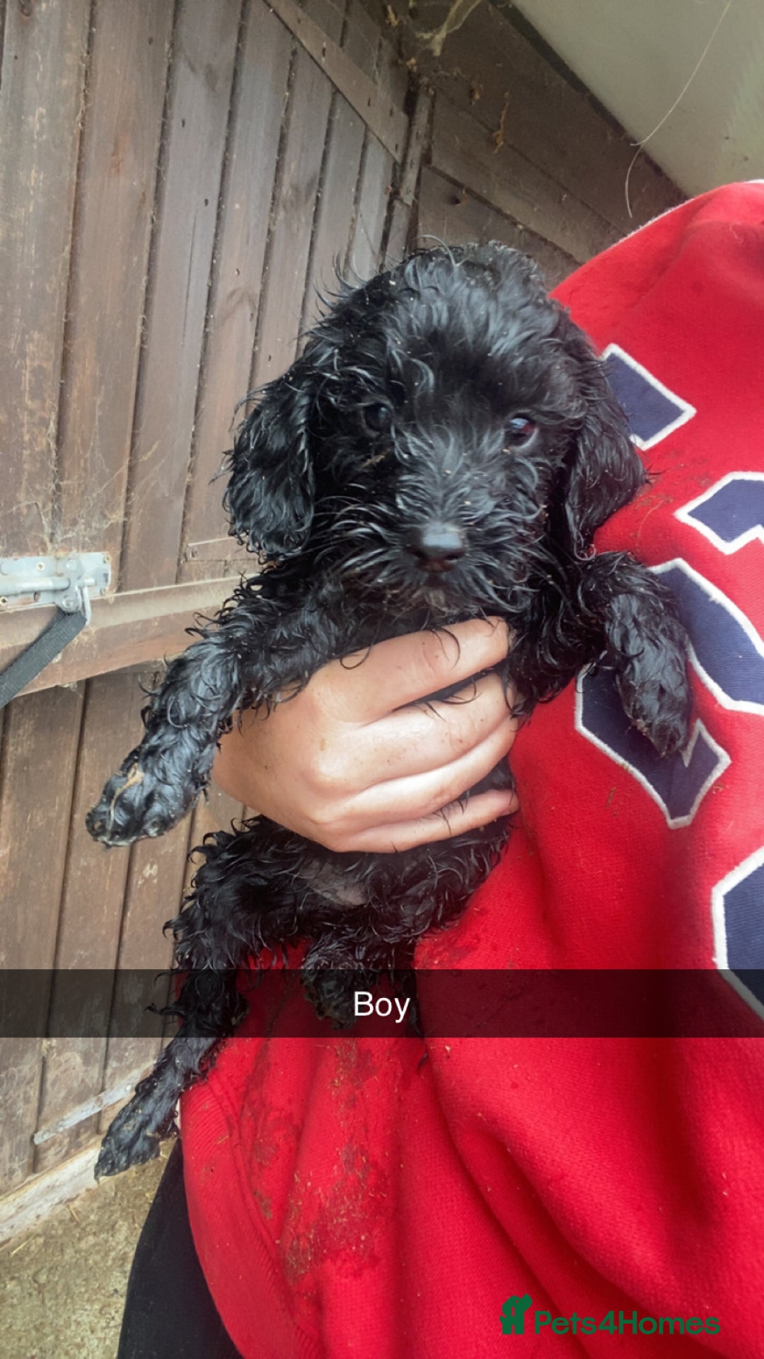 Cockapoo dogs for sale: Cockapoo pups for sale - Image 7