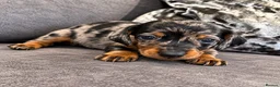 Miniature Dachshund dogs for sale: 🐾 KC Reg Mini Dachshund Pups Licensed Breeder 🐾  - Advert 6