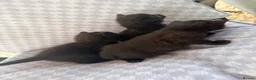 Mixed Breed cats for sale: Black tabby kittens  - Advert 23