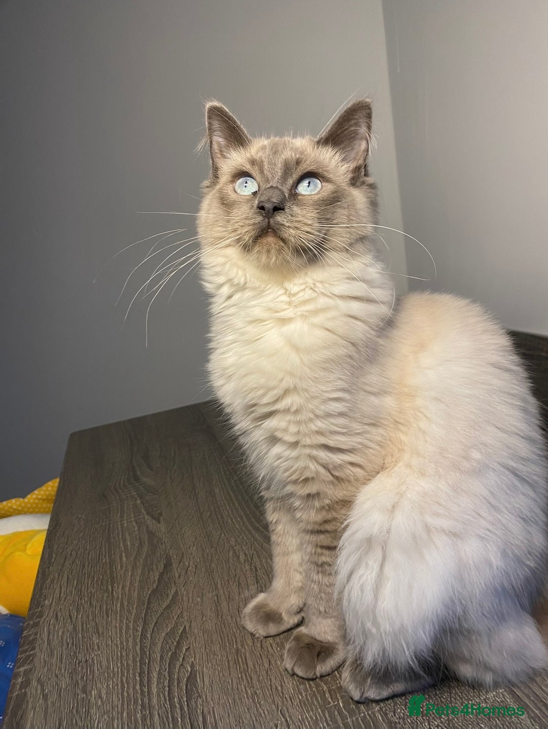 Ragdoll cats for sale: Blue point Ragdoll kittens  - Advert 3