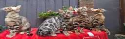 Bengal cats for sale: Stunning Bengal Kittens  - Advert 19