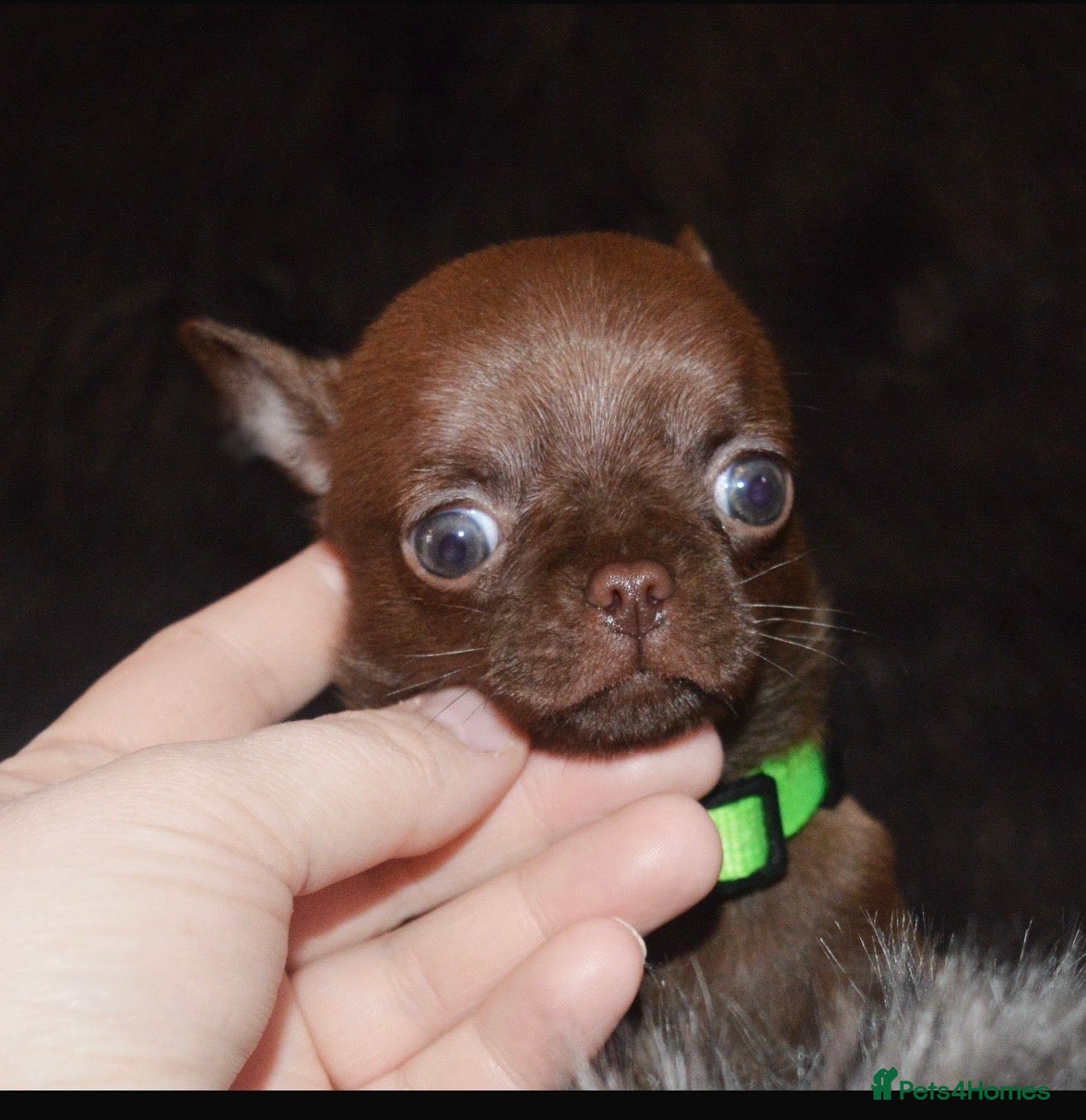 Chihuahua dogs Mr Boss in Maidstone - Advert 6