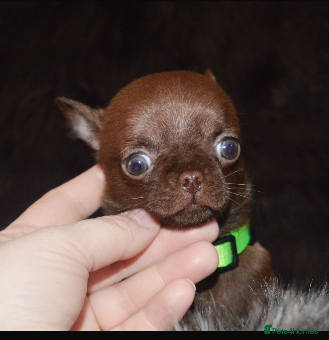 Chihuahua dogs for sale: Mr Boss in Maidstone - Advert 1