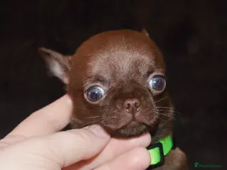 Chihuahua dogs Mr Boss in Maidstone - Advert 6